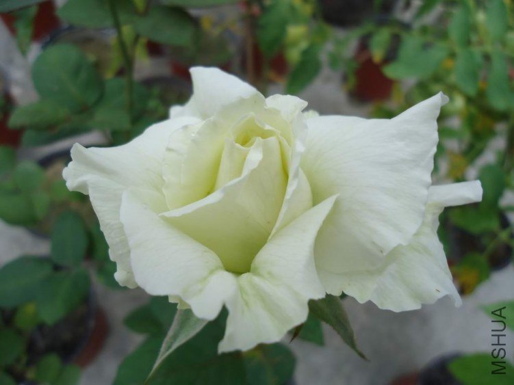 DSC04387.JPG