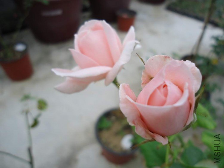 DSC04389.JPG