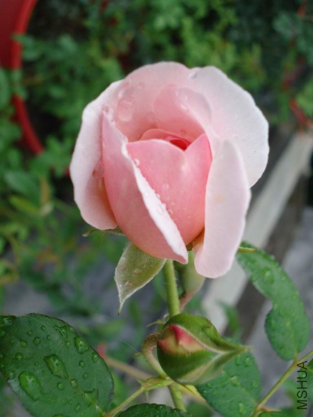 DSC04391.JPG