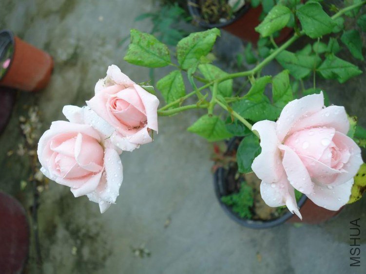 DSC04394.JPG