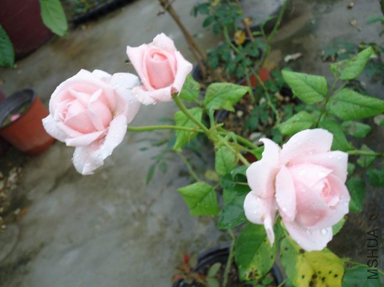 DSC04398.JPG