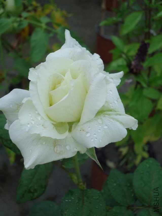 DSC04399.JPG