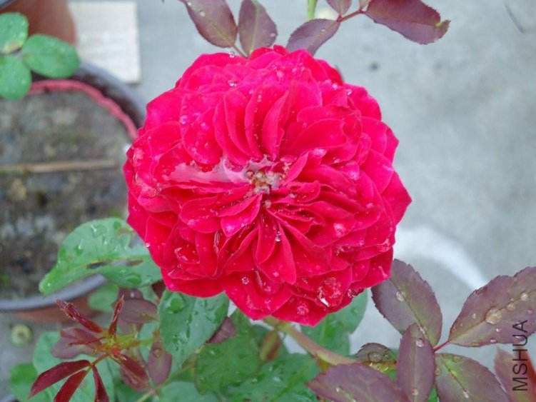 DSC04401.JPG