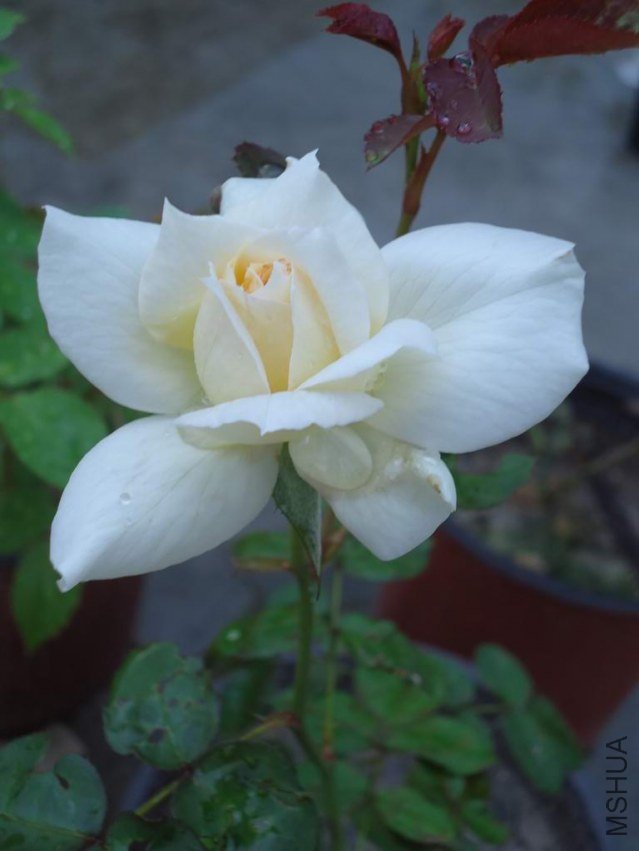 DSC04402.JPG
