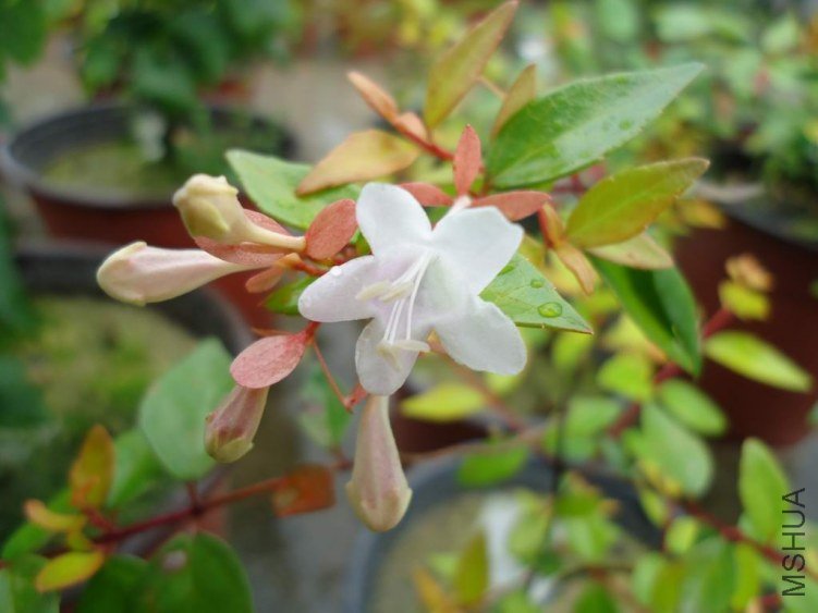 DSC04405.JPG