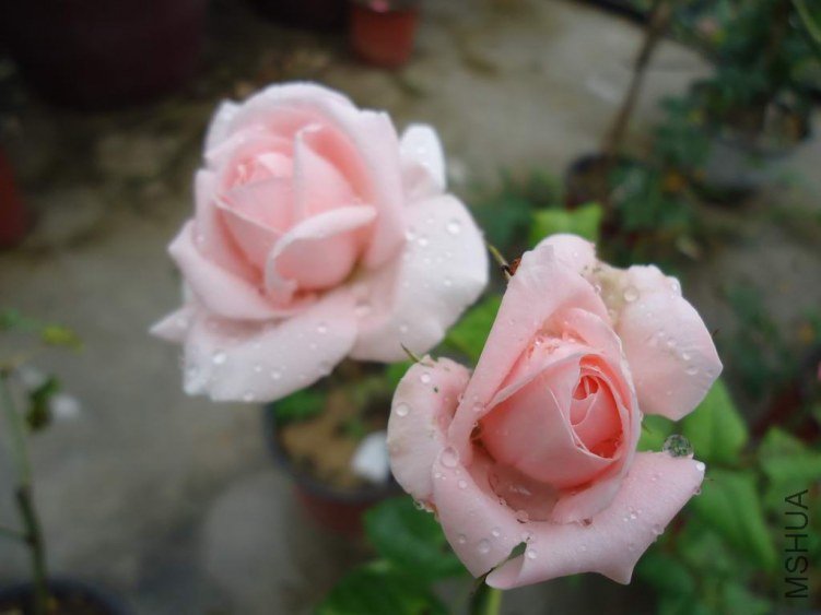 DSC04406.JPG
