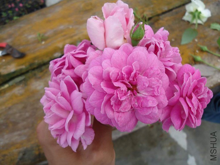 DSC04407.JPG