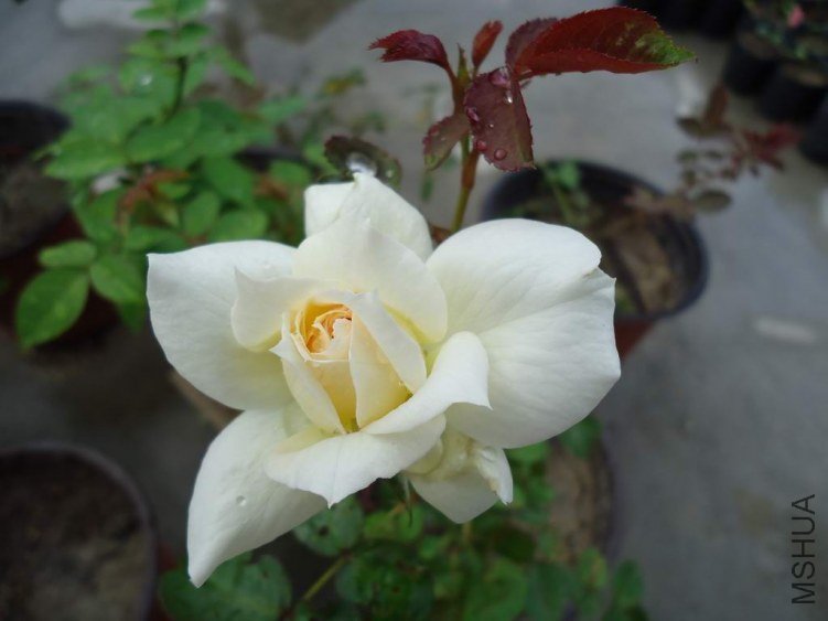 DSC04409.JPG