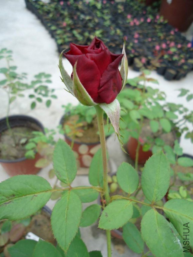DSC04429.JPG