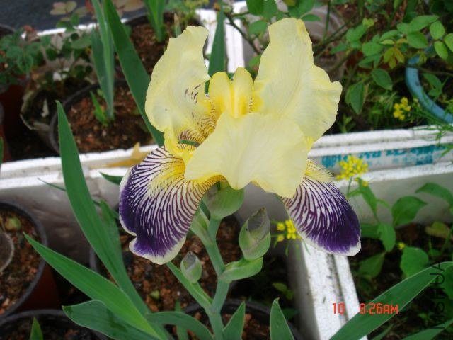 DSC00250.JPG