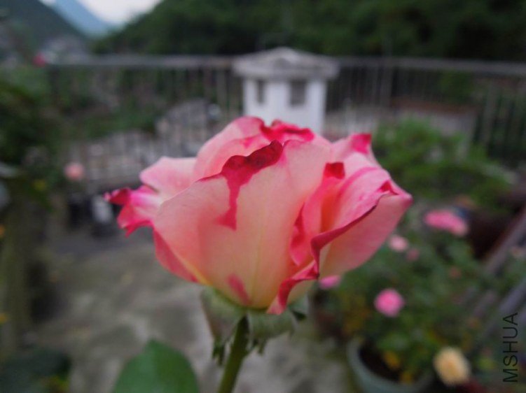 ������С DSCN5335.JPG