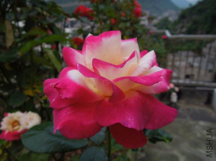 ������С DSCN5294.JPG