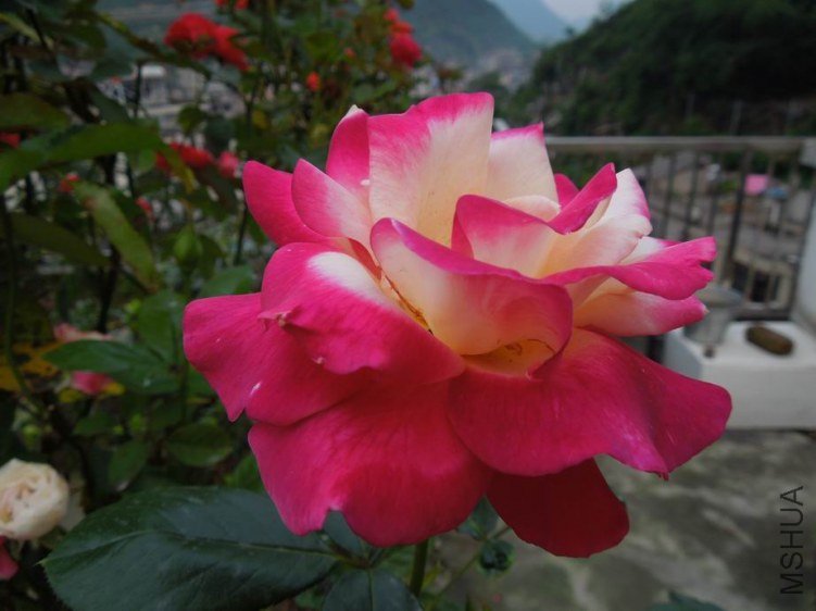 ������С DSCN5296.JPG