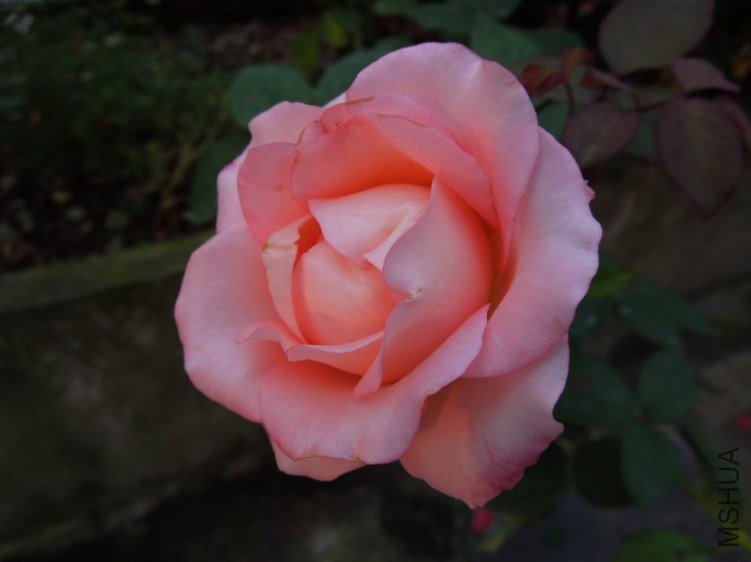 ������С DSCN5304.JPG