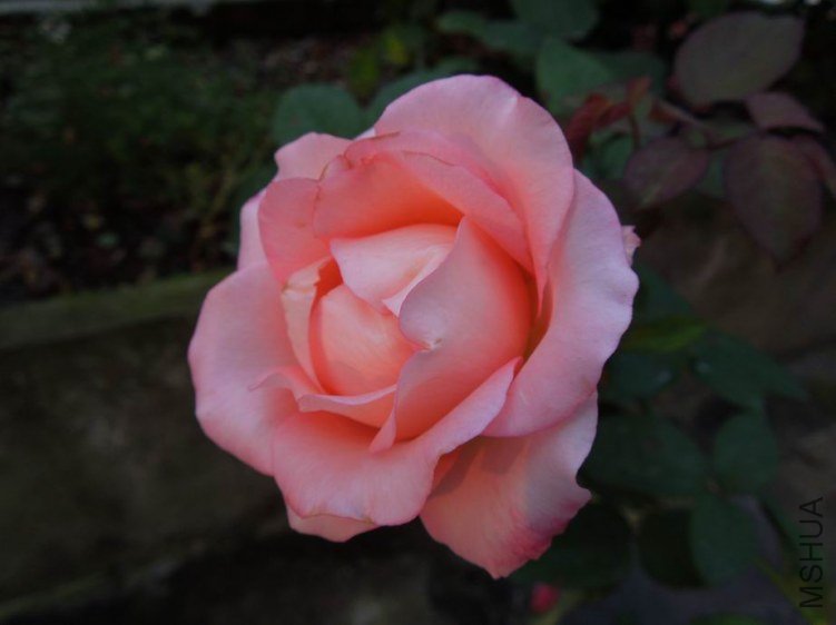 ������С DSCN5305.JPG