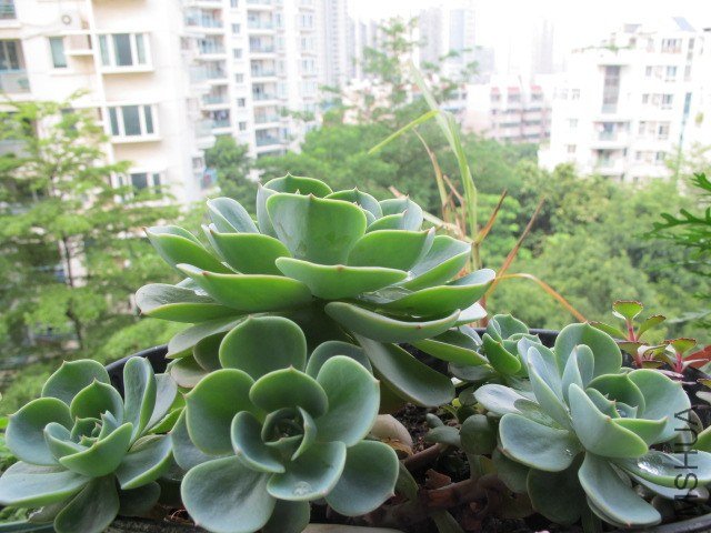 ���� 004.JPG