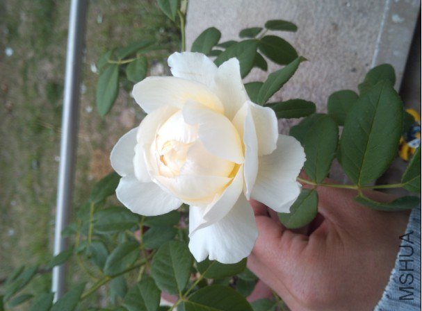 H]S6T41C)SPL`R(W~{F6`BQ.jpg