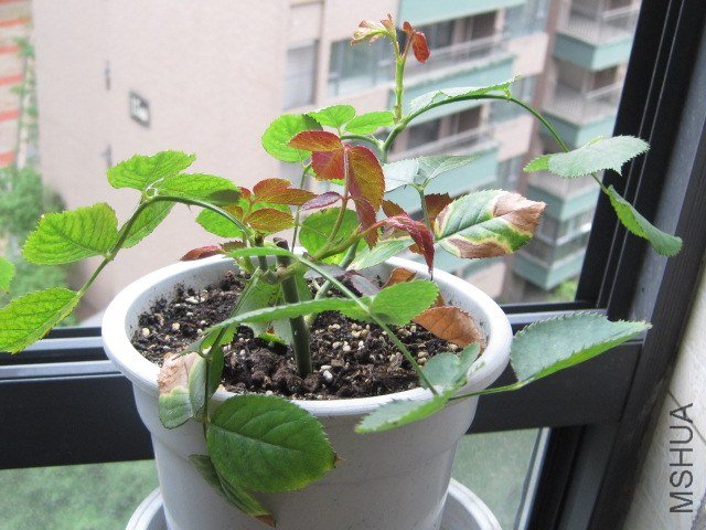 IMG_3956.jpg