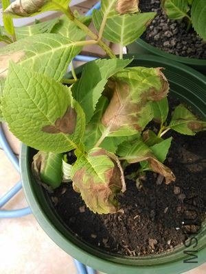 IMG_20130515_075819.jpg