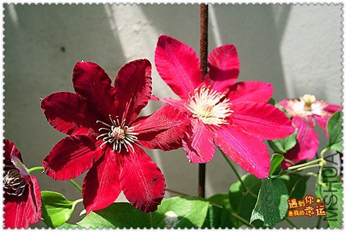 ��Ƭ 165b_����.jpg