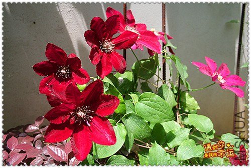 ��Ƭ 165c_����.jpg