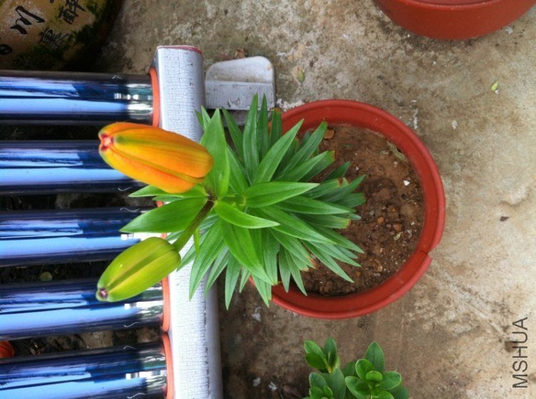 ͷ������СѾͦ�ɰ��İ�