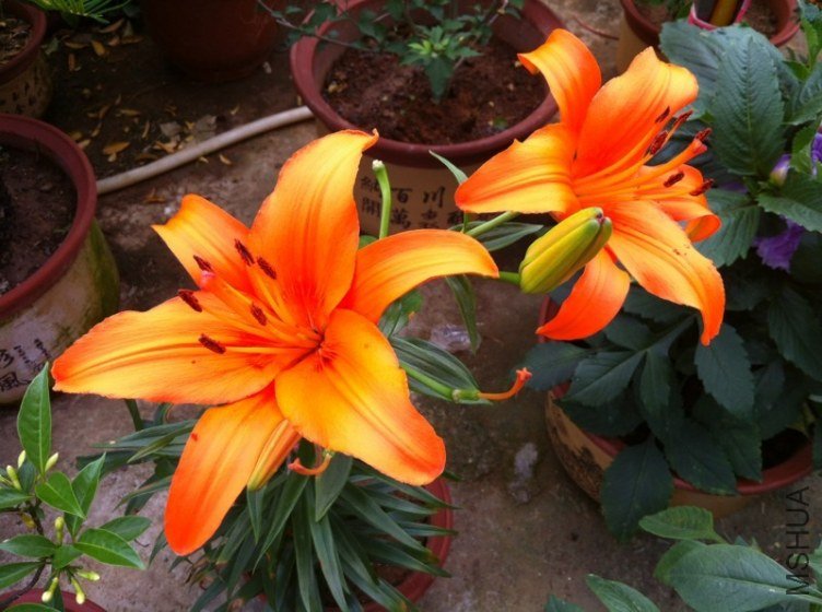 �����ǵ�֦��