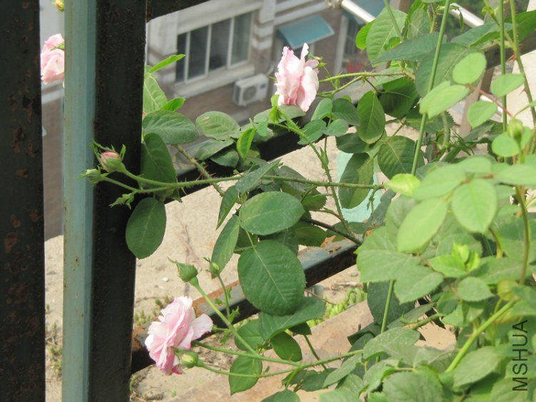 IMG_4386.jpg