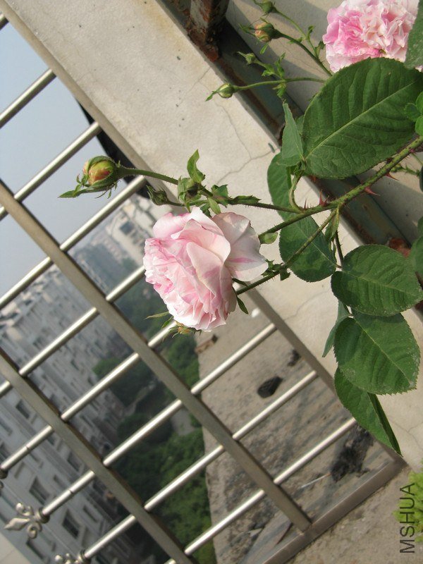 IMG_4387.jpg