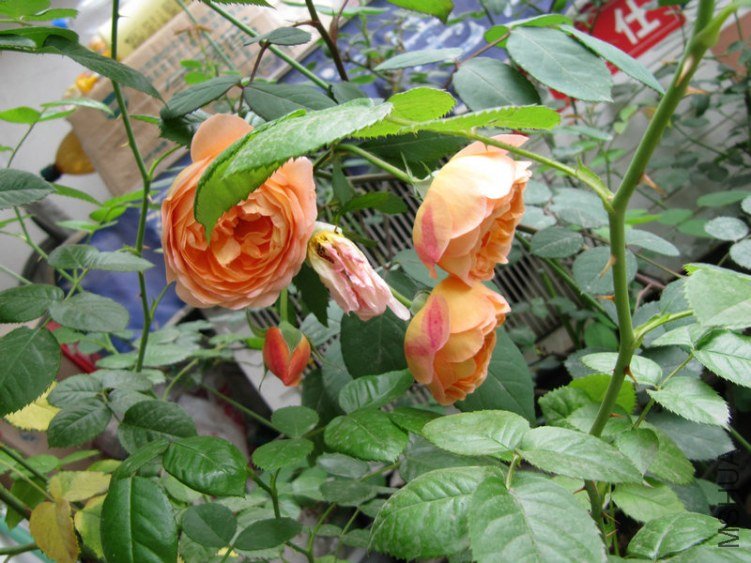 IMG_4543.jpg