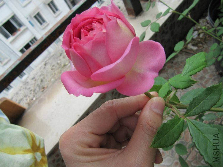 IMG_4470.jpg