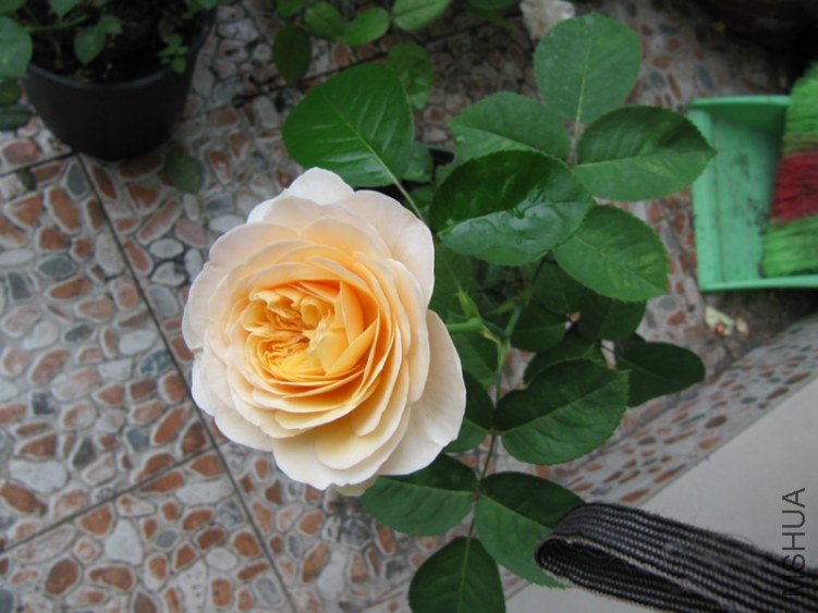 IMG_4560.jpg