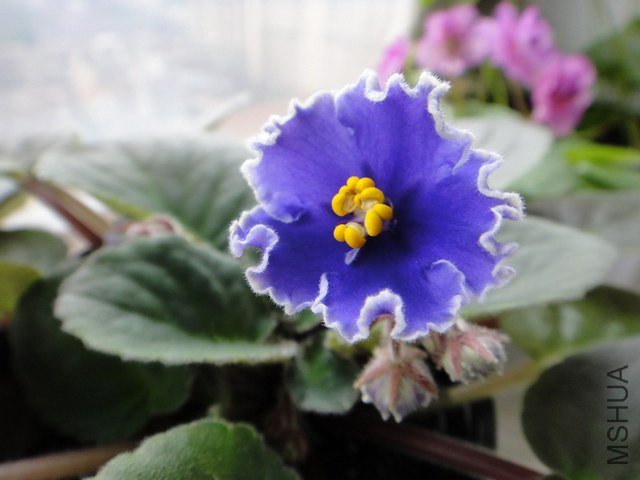 Ҷ�忪��������