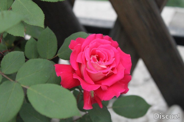 �����Ѿƣ�