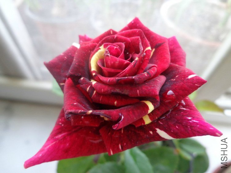 psb (77).jpg