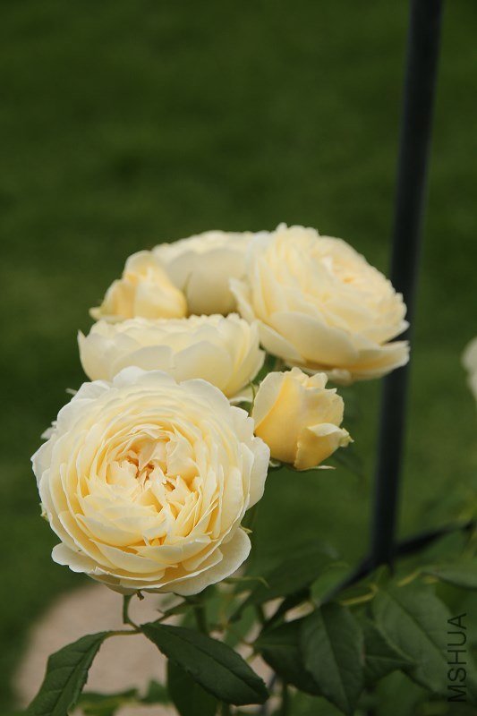 psbCANMQJ7M.jpg