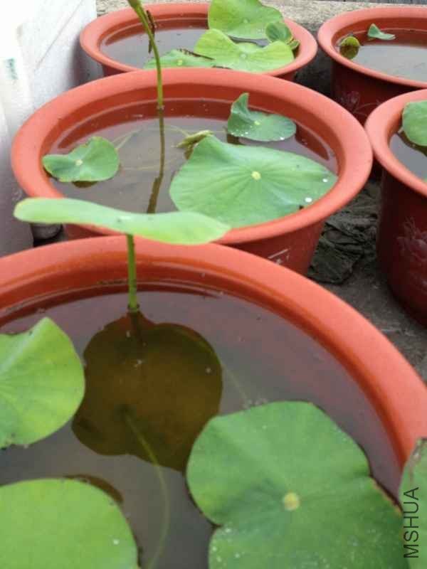 IMG_0761 (600x800).jpg