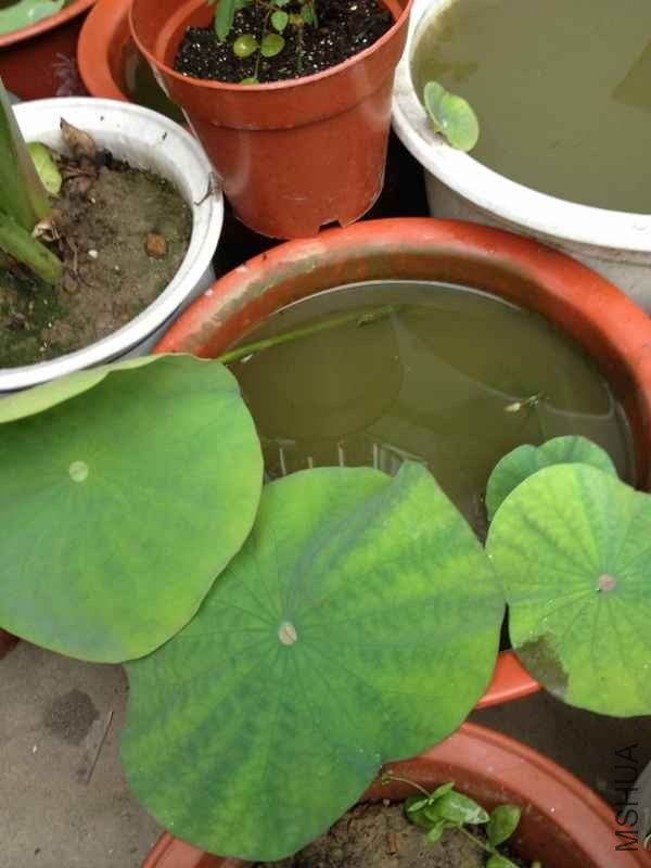 IMG_0771 (600x800).jpg