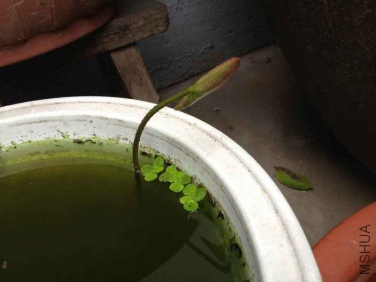 IMG_0772 (800x600).jpg