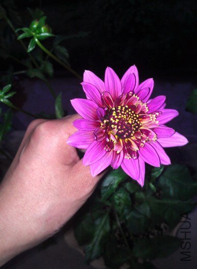 IMAG0482.jpg