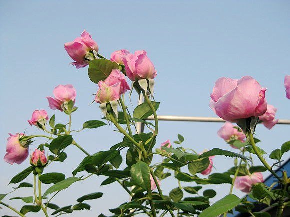 �¼��� 728.jpg