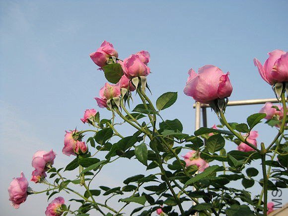 �¼��� 730.jpg