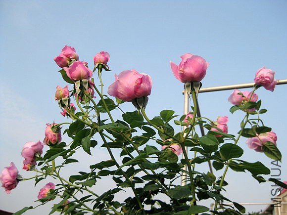 �¼��� 732.jpg