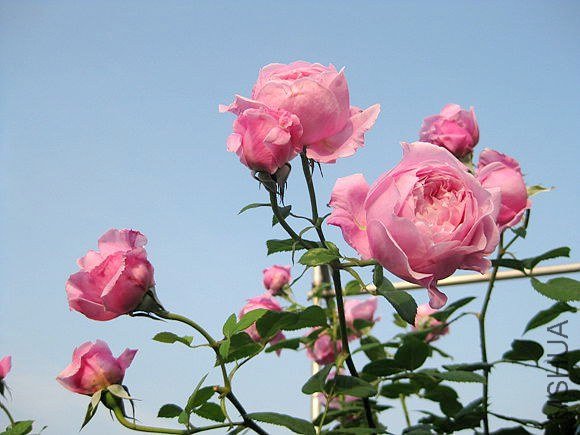 �¼��� 736.jpg