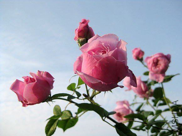 �¼��� 738.jpg