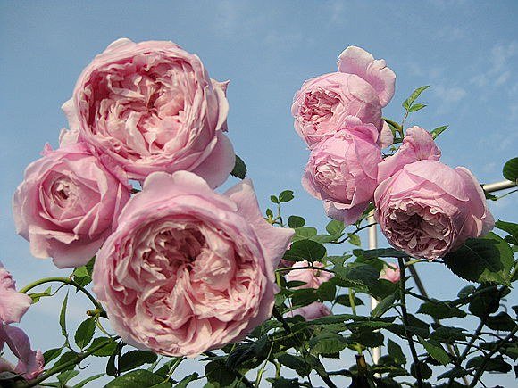 �¼��� 779.jpg