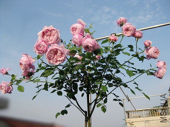 �¼��� 781.jpg