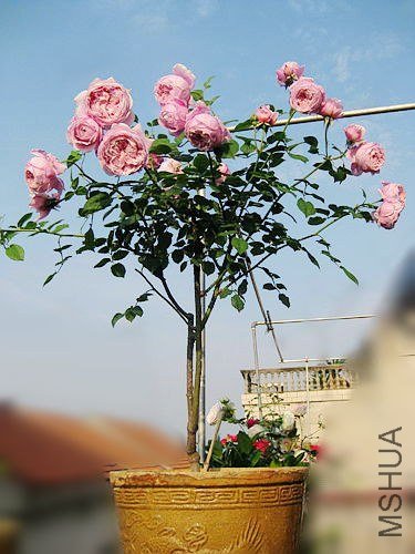 �¼��� 774.jpg