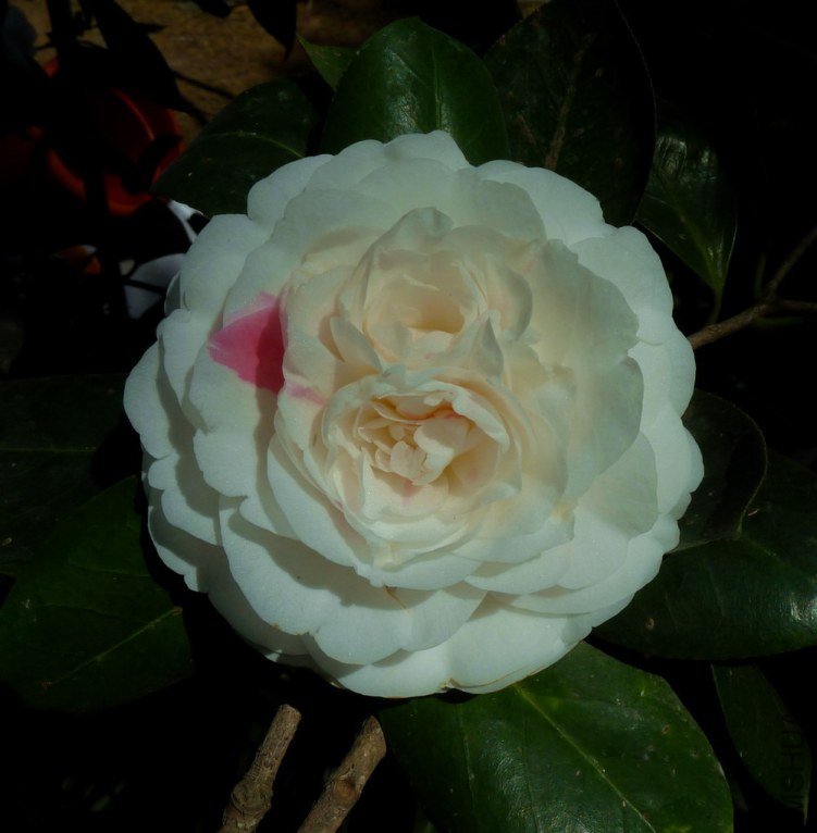 P2050711.jpg