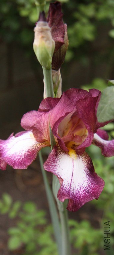 i01.jpg